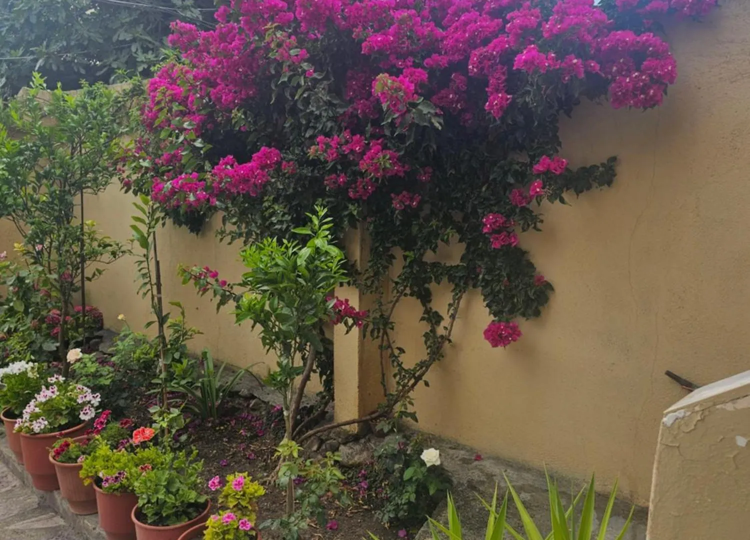 Dion Apartment Elbasan